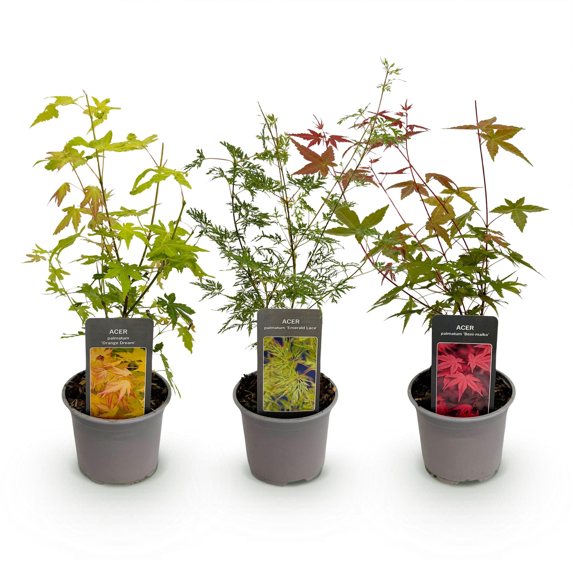 Acer palmatum Tricolour - Rood-Groen-Oranje  - 3 Planten - Blad verliezend - Weinig Onderhoud - Pot 12cm Hoogte 35cm