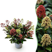 Skimmia japonica Festival - Bloem Wit & Rood - 15+ Bloemen - 1 Plant - Winterhard - Pot 15cm Hoogte 30cm