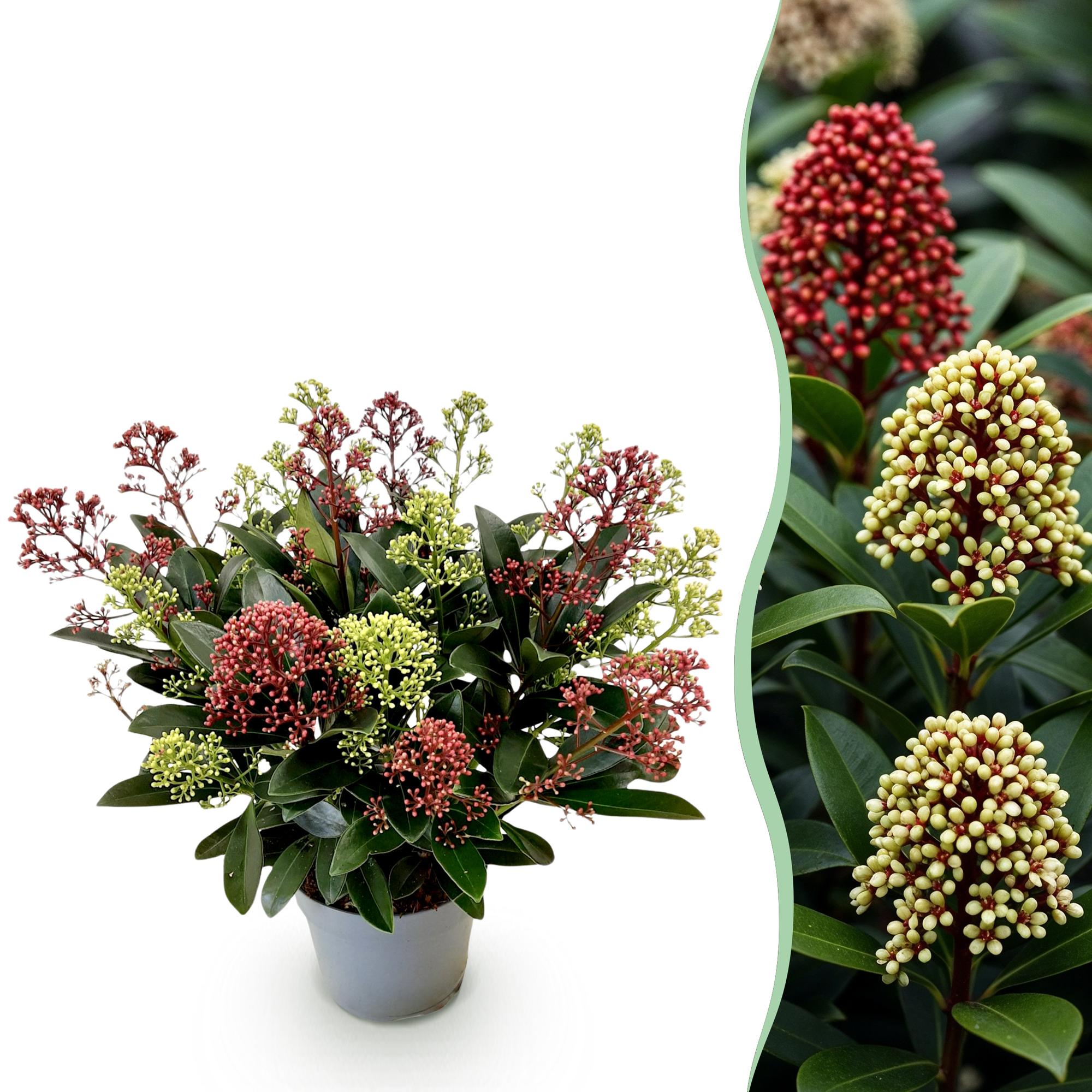 Skimmia japonica Festival - Bloem Wit & Rood - 15+ Bloemen - 1 Plant - Winterhard - Pot 15cm Hoogte 30cm