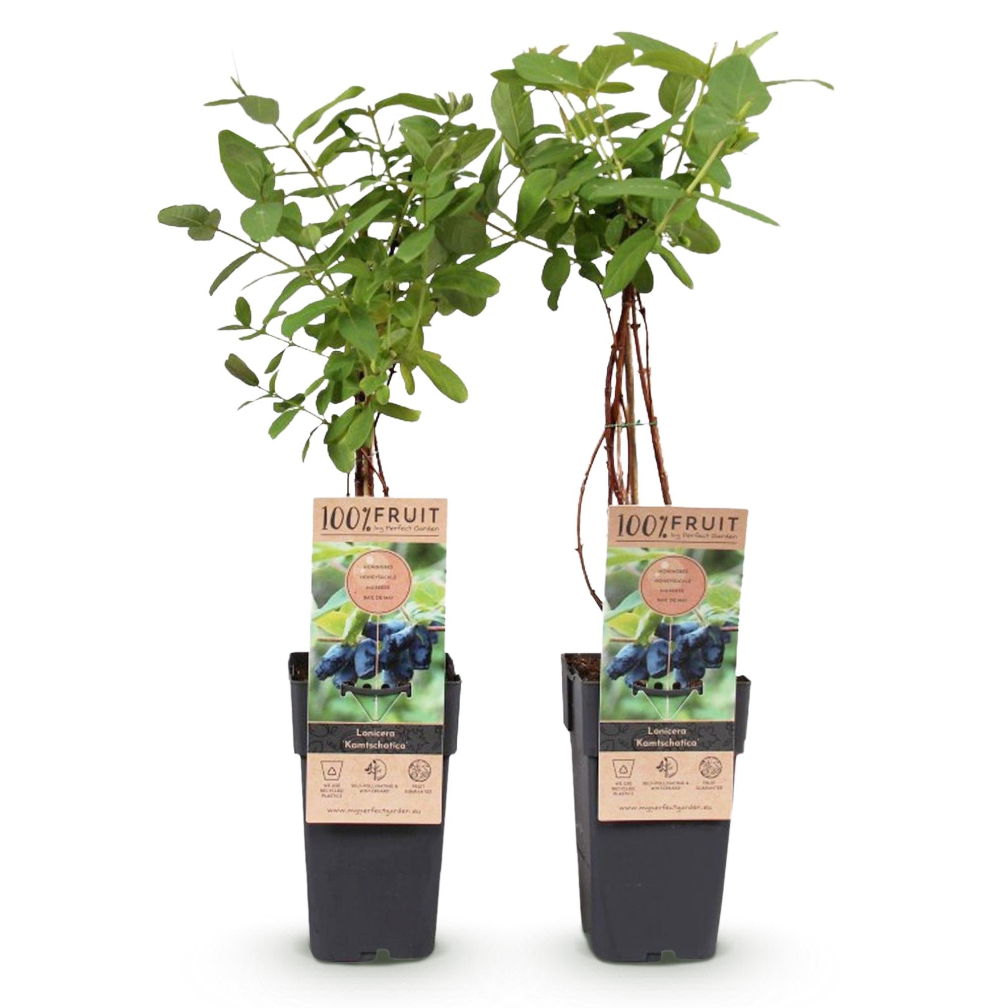 Green boutiQ – Beerenpflanze – Honigbeere – Lonicera caerulea Kamchatika – Heidelbeere – 2 Pflanzen – Topf 15 cm, Höhe 50 cm