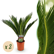 Cycas revoluta - Palmvaren - Weinig onderhoud - Groen - 2 - Pot 17cm - Hoogte 70cm