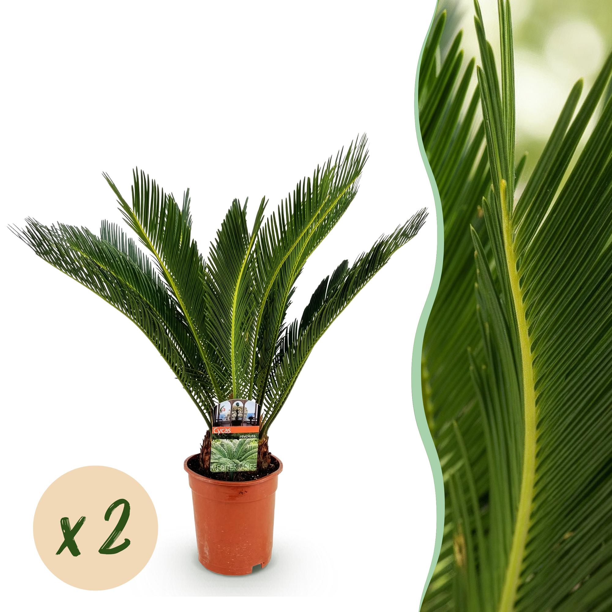 Cycas revoluta - Palmvaren - Weinig onderhoud - Groen - 2 - Pot 17cm - Hoogte 70cm