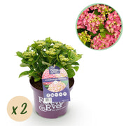 Hortensia - Hydrangea Forever & Ever - Roze - 7-12 Bloemen - 2 Planten - Pot 23cm Hoogte 55cm