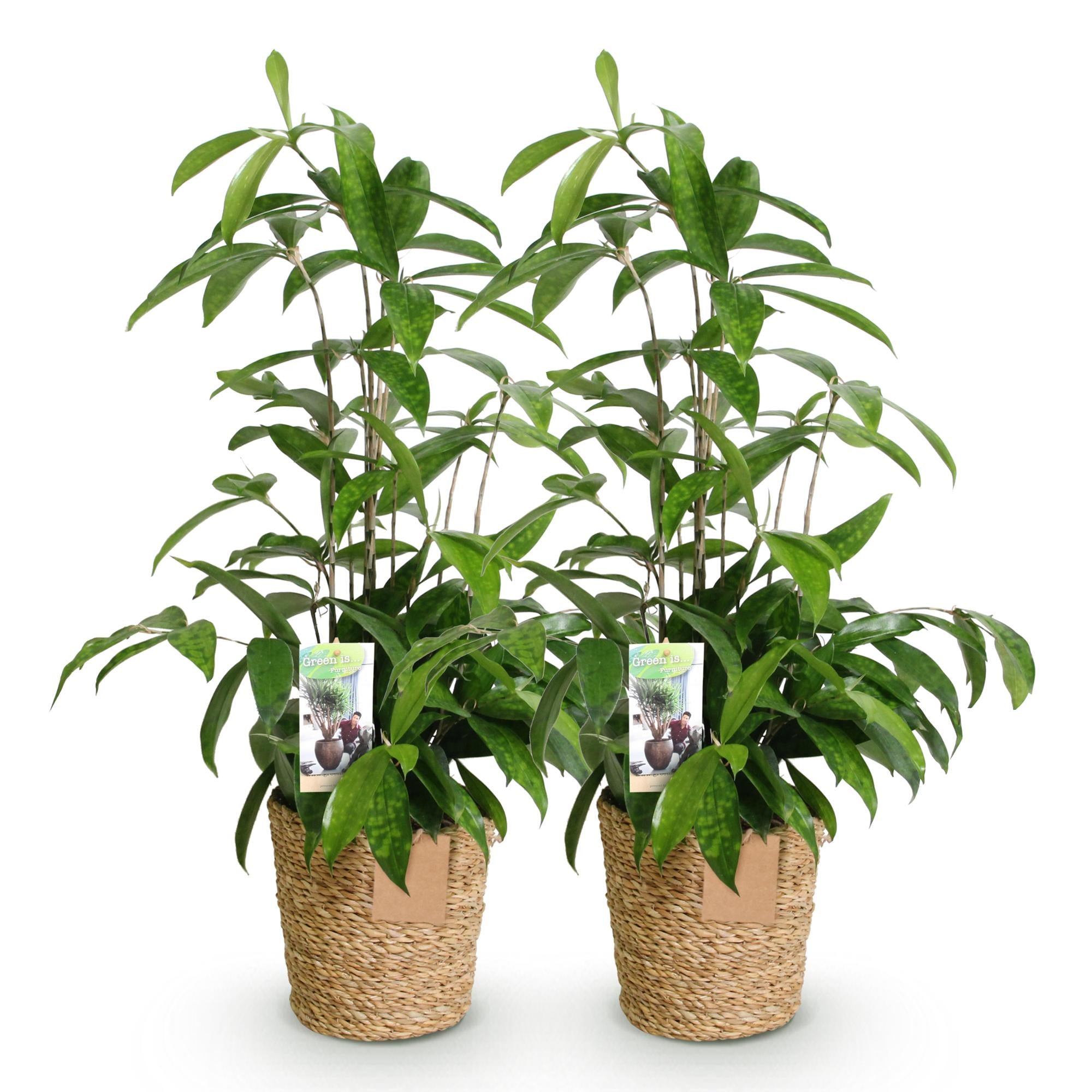 Dracaena surculosa - Drakenbloedboom - Weinig onderhoud - met mand - Groen - 2 Planten - Pot 17cm - Hoogte 60-70cm
