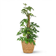 Mini Gatenplant - Monstera Minima Mosstok - Groen - Weinig onderhoud - 1 Plant - met Mand - Pot 19cm - Hoogte 90cm
