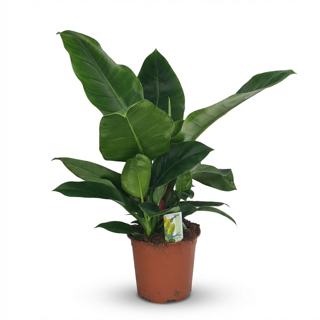 Philodendron Imperial Green - Groen - Weinig onderhoud - 1 Plant - Pot 19cm - Hoogte 65cm