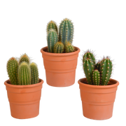 Cereus mix 10,5cm - 3x - in terracotta pot
