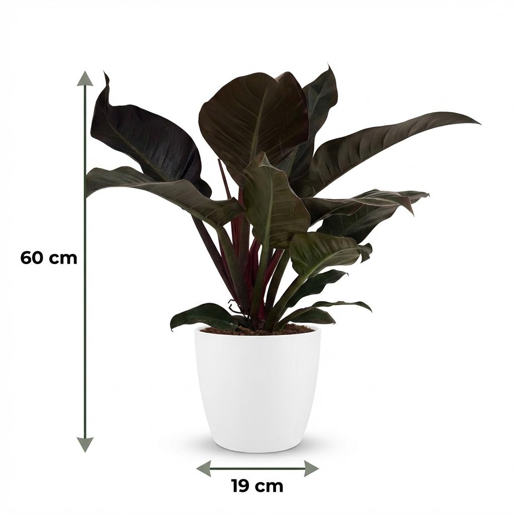 Philodendron Imperial Red - Rood - Weinig onderhoud - 1 Plant - met Potter Wit - Pot 19cm - Hoogte 60cm