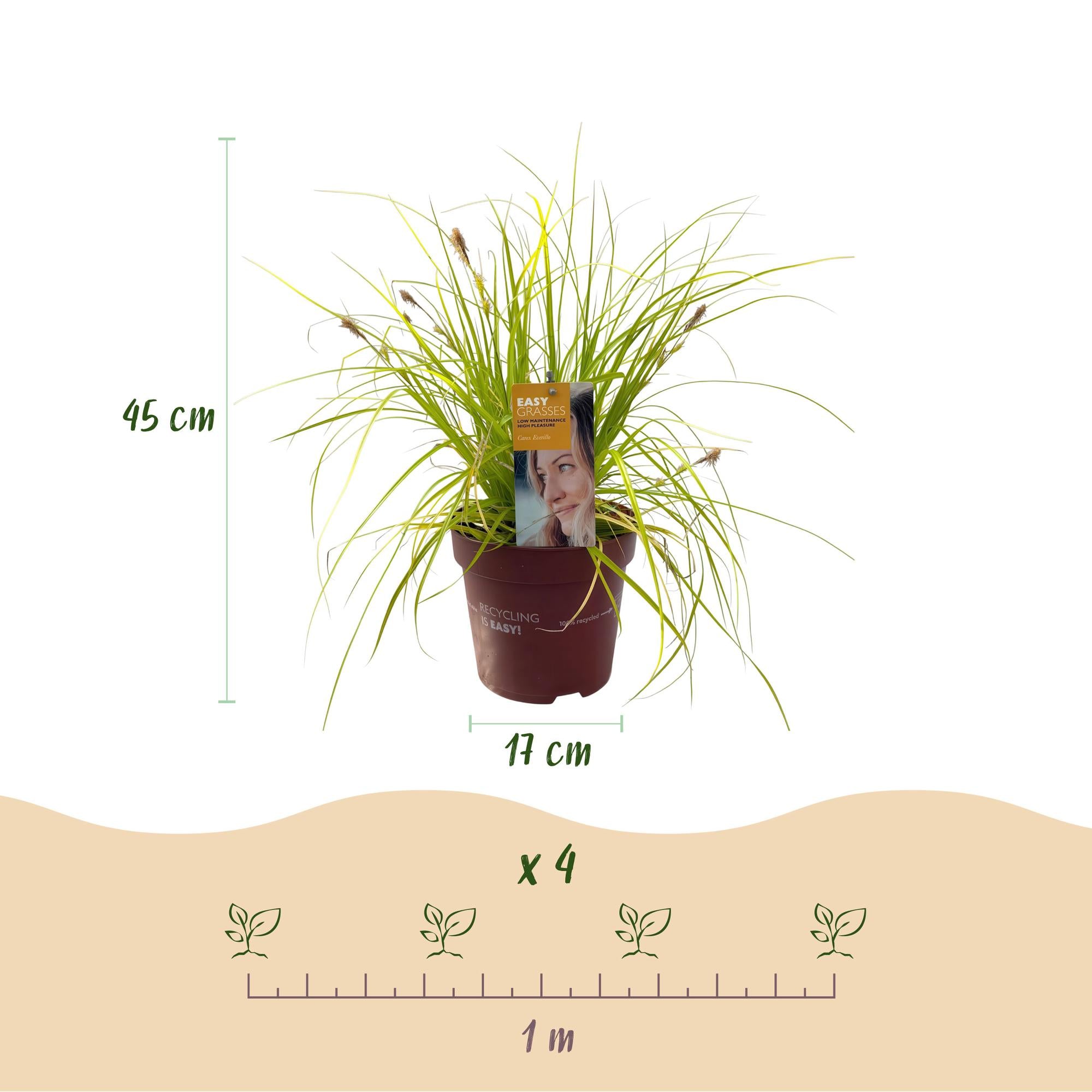 Carex oshimensis Everillo - Geel - 4 Planten - Bladhoudend - Weinig Onderhoud - Pot 17cm Hoogte 50cm