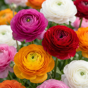 160 bulbes de renoncules mélangés - Bulbes de fleurs - Mélange de renoncules - Divers - Floraison estivale - Calibre 5/6