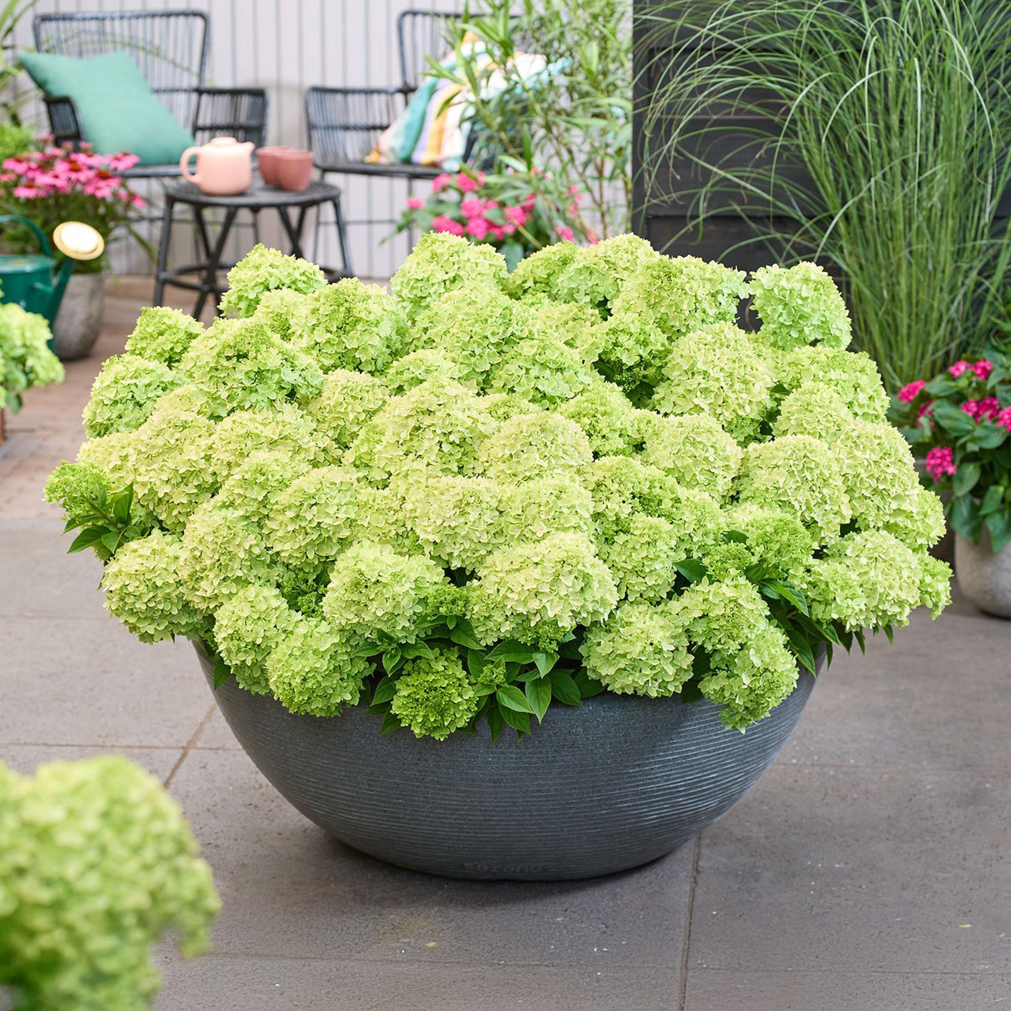 Hydrangea panniculata Groundbreaker Greeny - Pluimhortensia - Winterhard - Creme - 4 Planten - Pot 14cm -Hoogte 20-25cm
