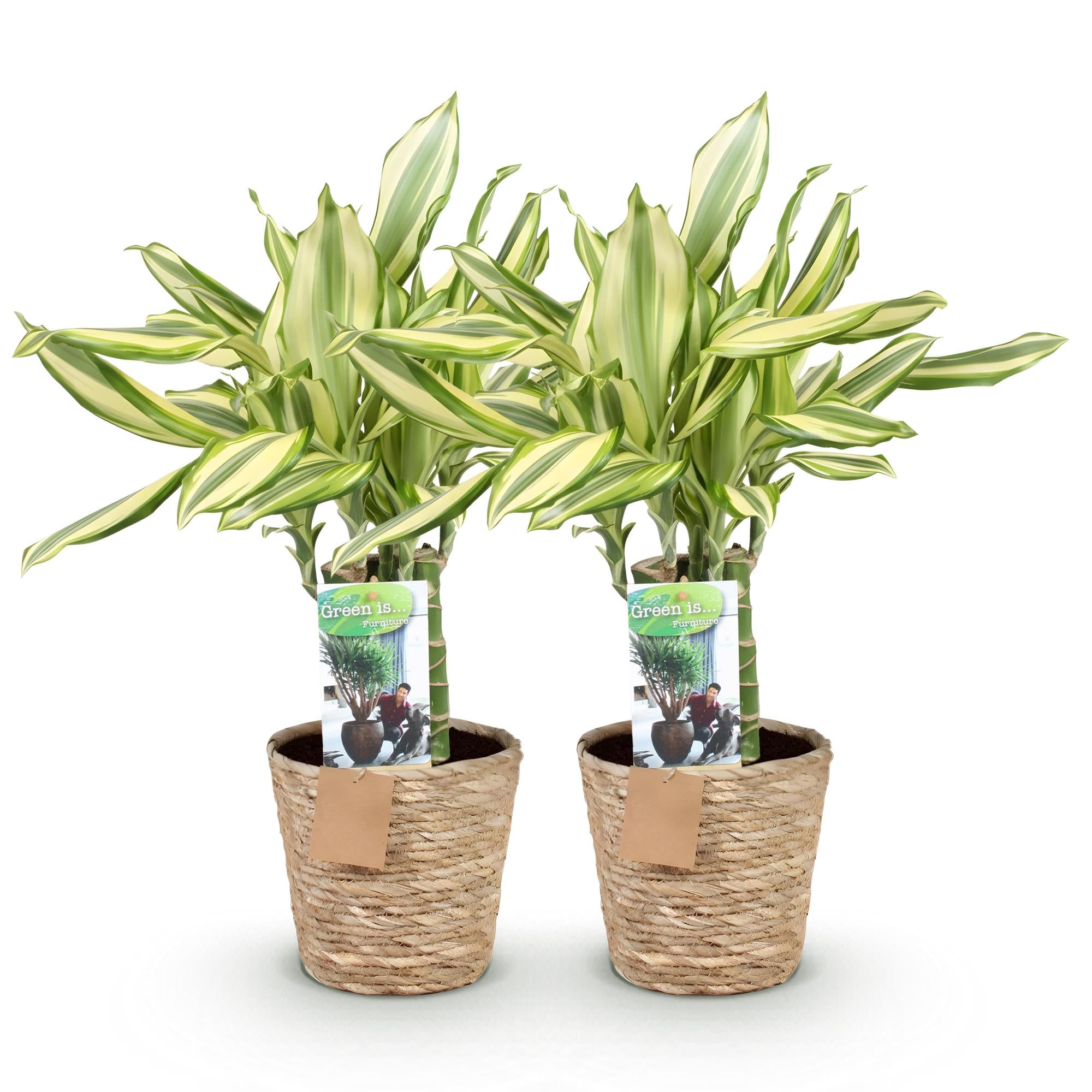 Dracaena fragrans Diamond Dream - Drakenbloedboom - Weinig onderhoud - met mand - Groen - 2 Planten - Pot 17cm - Hoogte 50-55cm