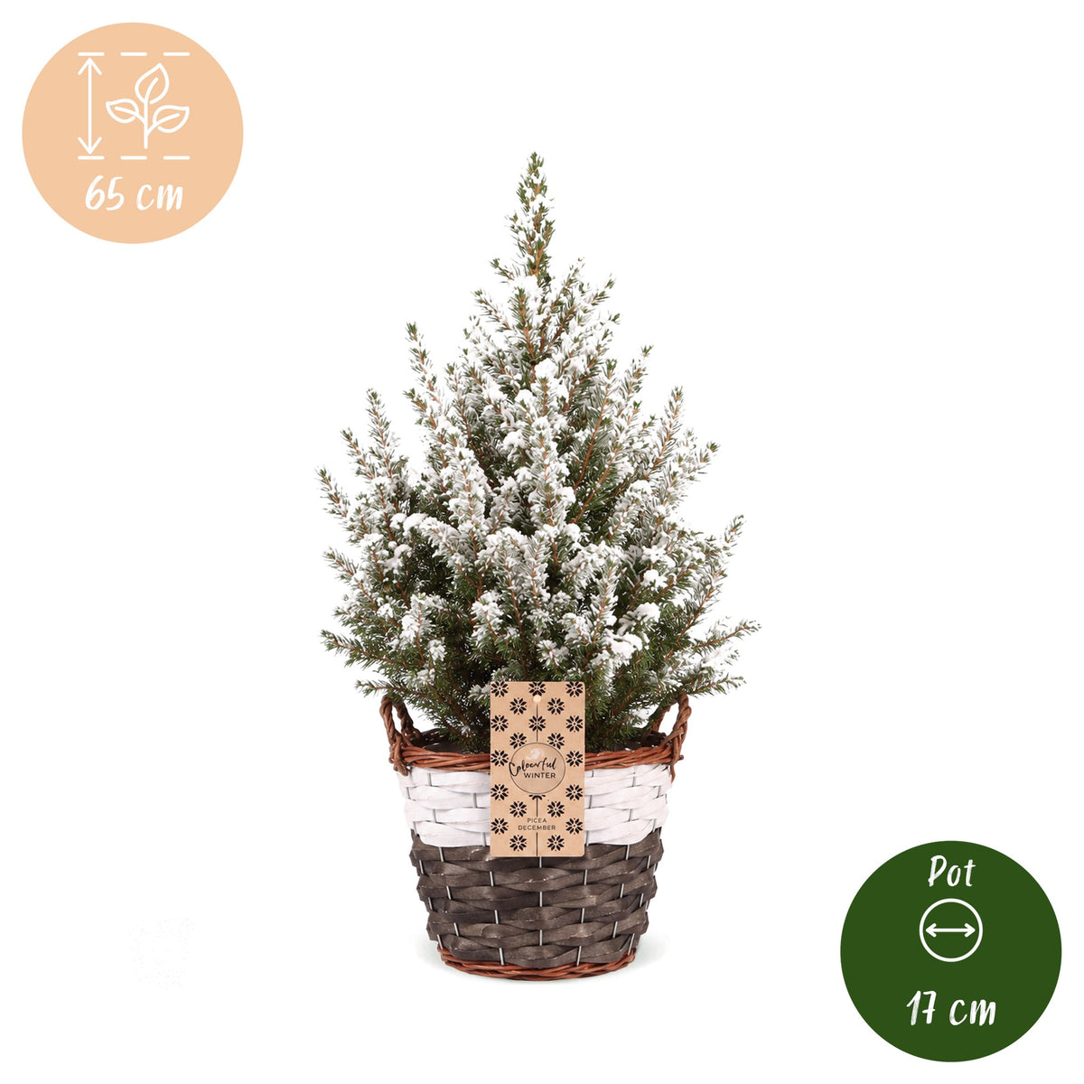 Picea glauca Conica - Kegelspar - Groen - Wit - Kerstboom - incl. mand - Ø17cm - ↕65cm