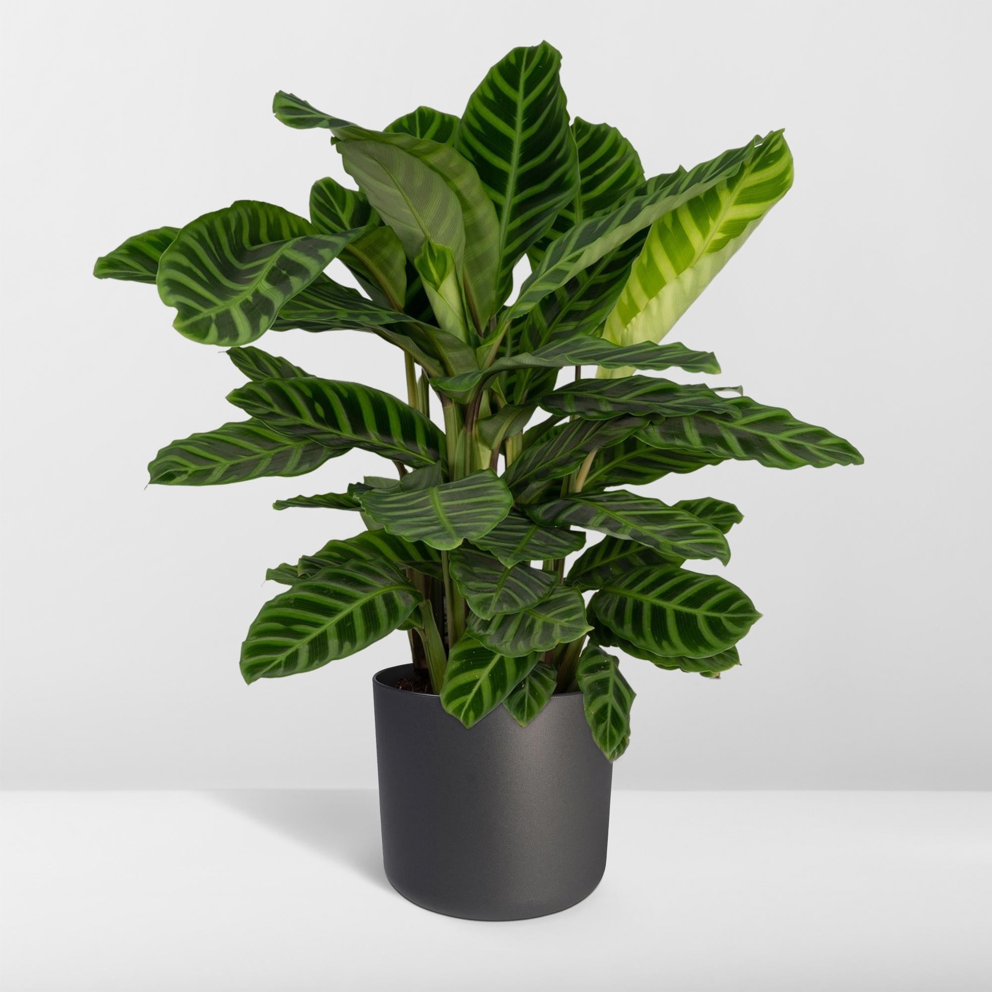 Calathea Zebrina - Pianta di pavone - Ø19cm - ↕80cm
