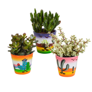 Crassula mix 8.5 cm - 3x - in Mexicaanse pot
