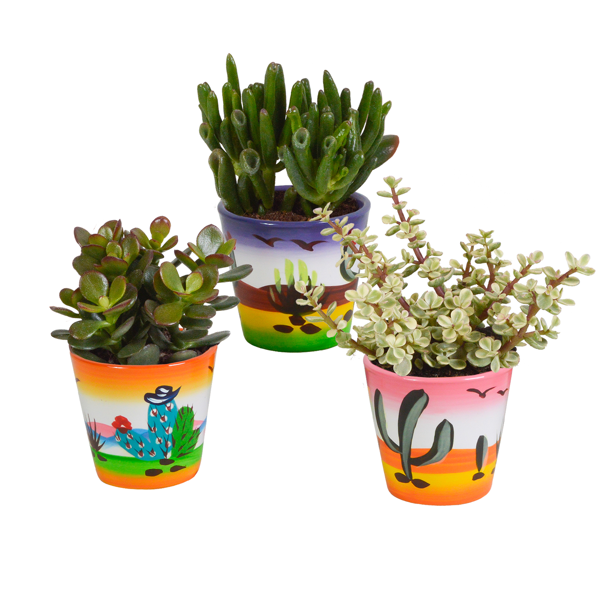 Crassula mix 8.5 cm - 3x - in Mexicaanse pot