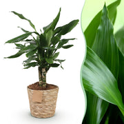 Dracaena fragrans Steudneri - Drakenbloedboom - Weinig onderhoud - met mand - Groen - 1 Plant - Pot 17cm - Hoogte 50-55cm