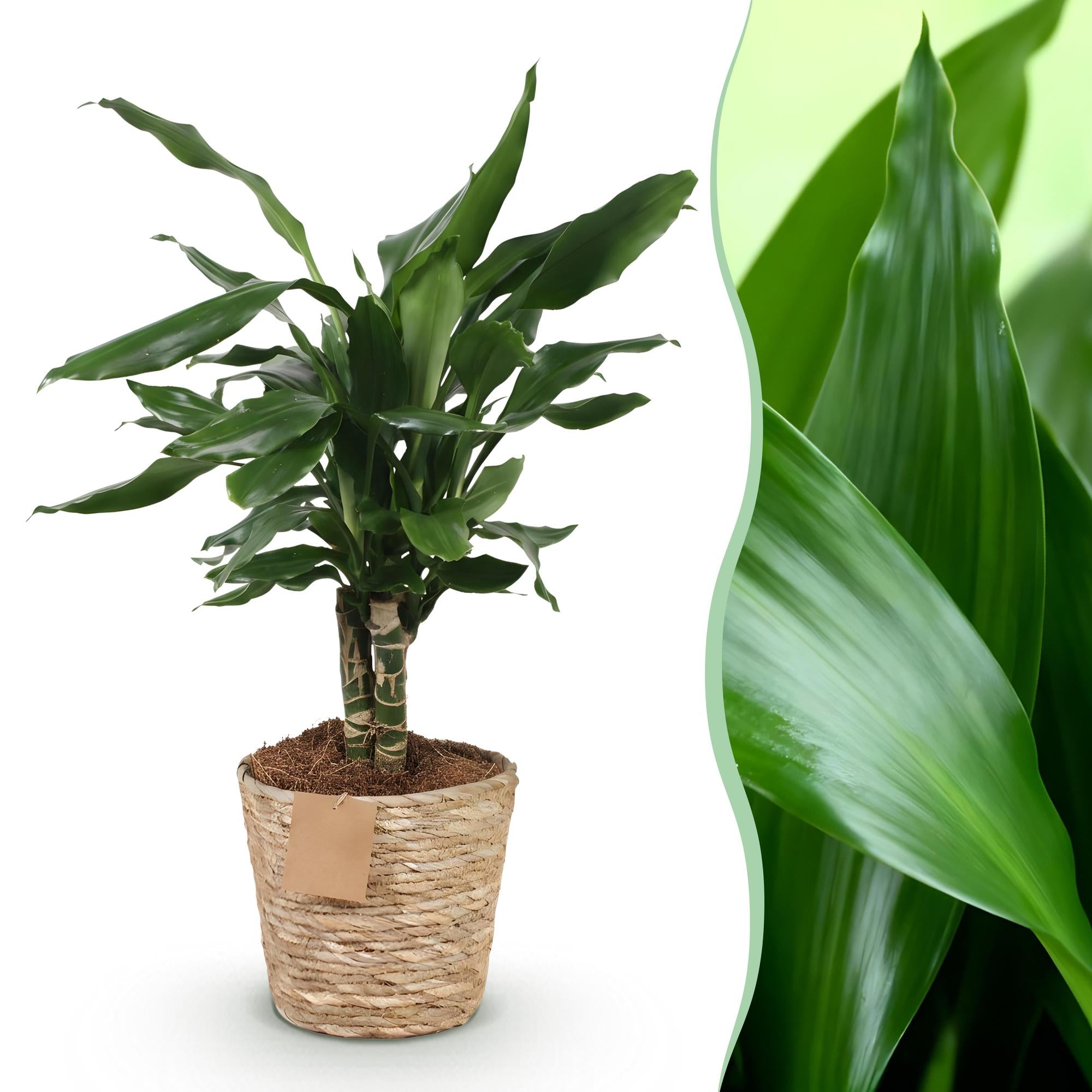 Dracaena fragrans Steudneri - Drakenbloedboom - Weinig onderhoud - met mand - Groen - 1 Plant - Pot 17cm - Hoogte 50-55cm