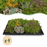 Sedum mat - Bestaat uit 10 soorten - X4 - Weinig Onderhoud - Lengte 50 Breedte 30