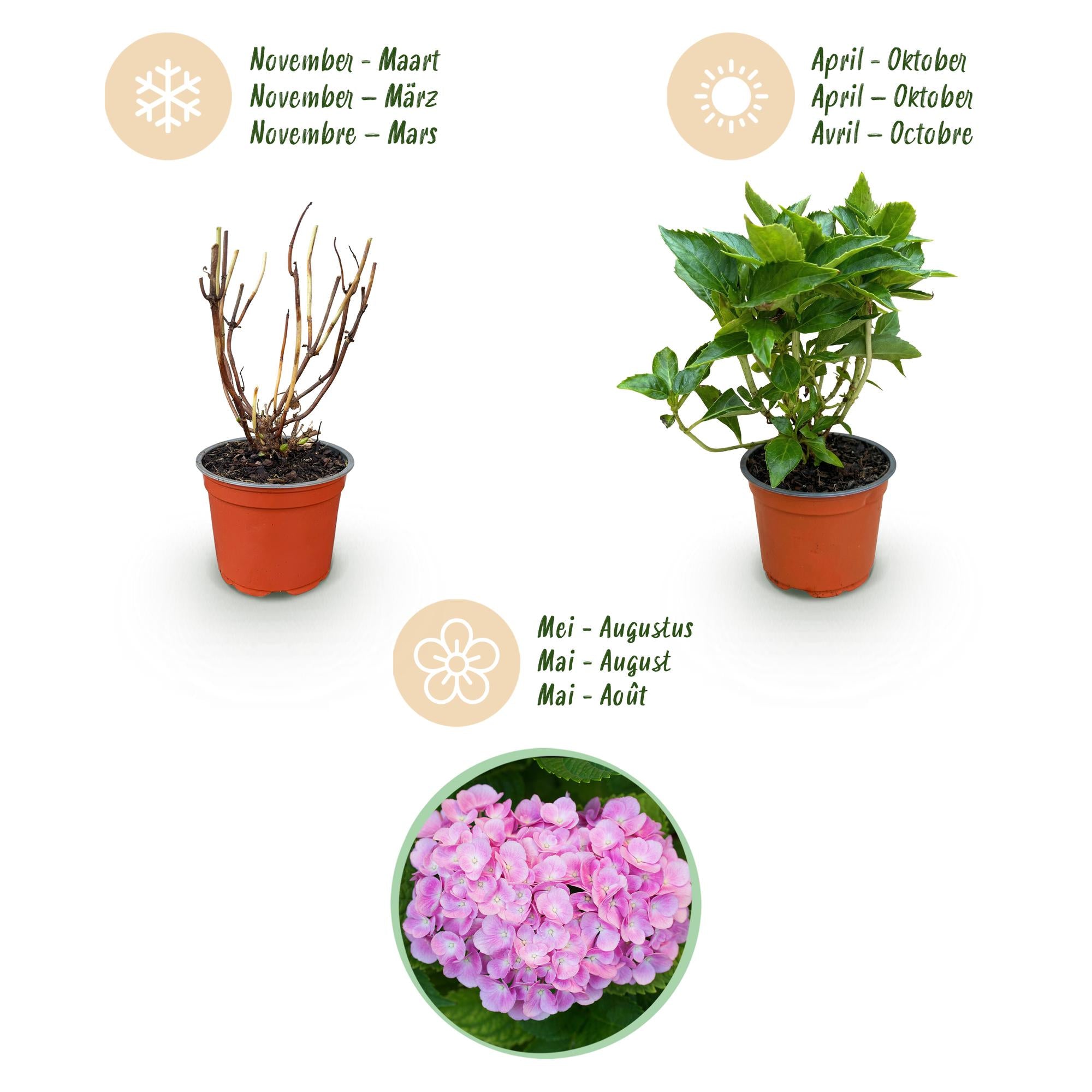 Hydrangea macrophylla Roze - Hortensia - Winterhard - Roze - 1 Plant - Pot 12cm - Hoogte Hoogte 20-30cm