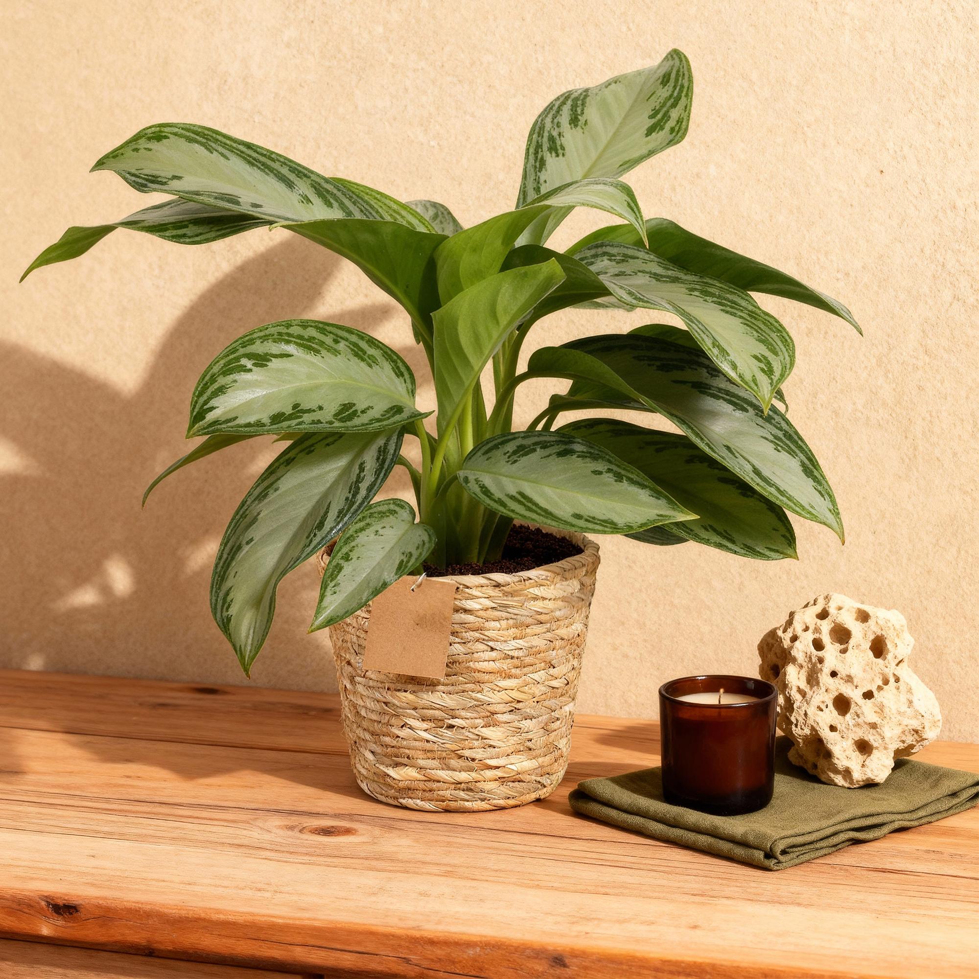 Aglaonema Silver Bay - Zilverblad - Weinig onderhoud - met mand - Groen - 2 Planten - Pot 17cm - Hoogte 70-75cm