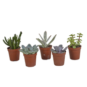 Succulent mix 5.5 cm - 5x - without pot