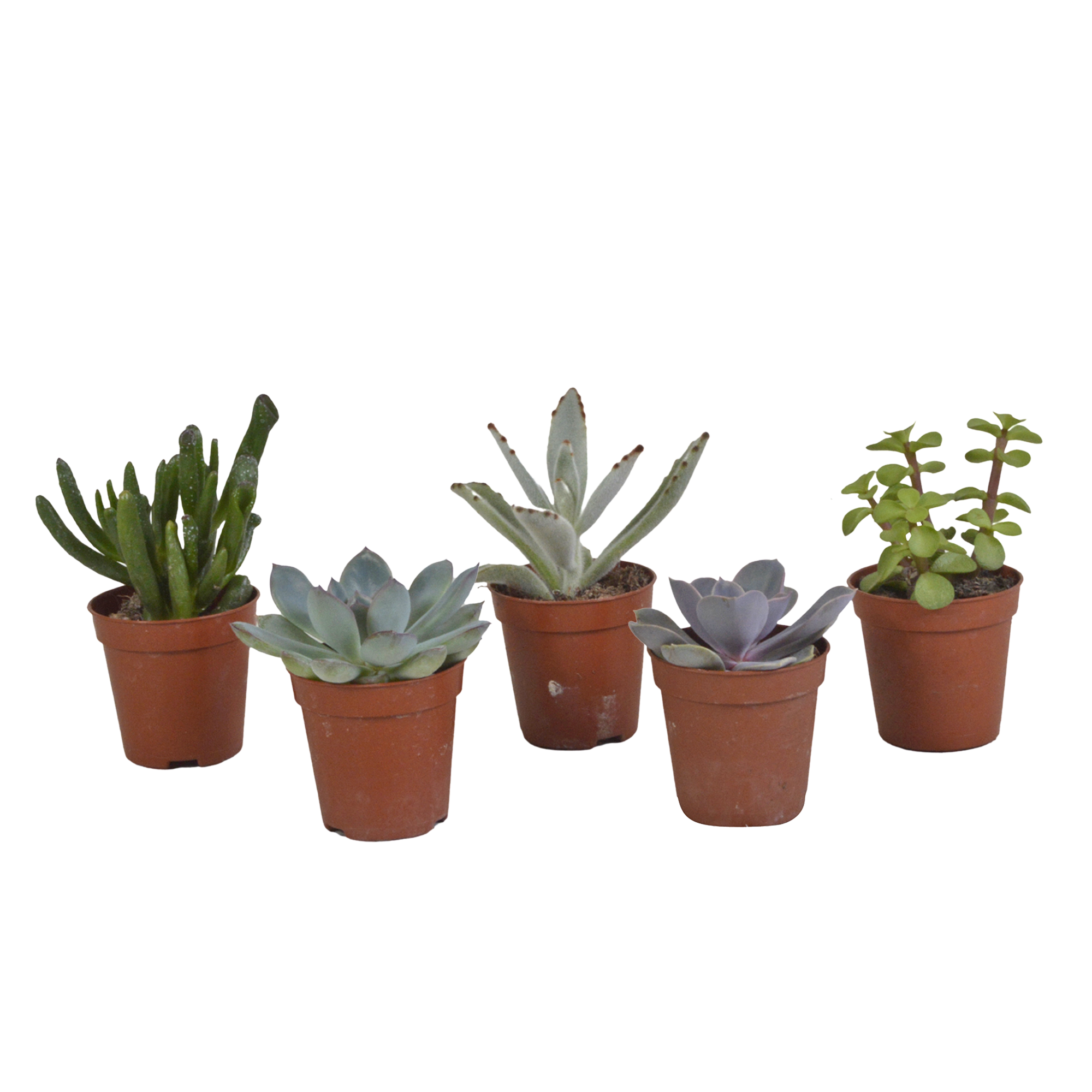 Succulent mix 5.5 cm - 5x - without pot