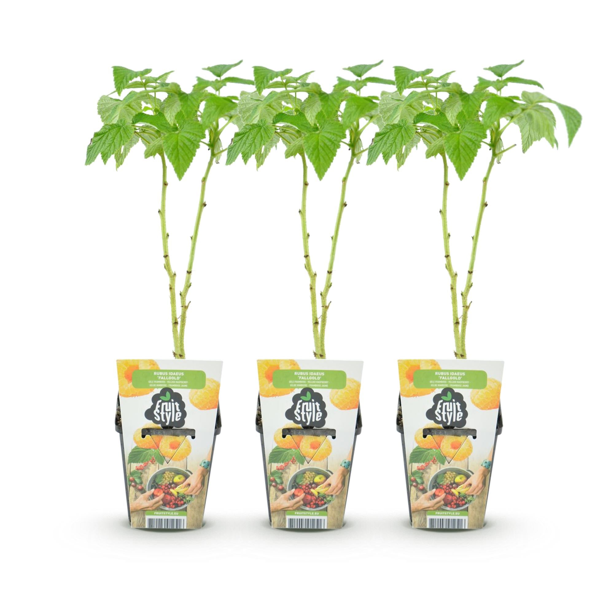Framboos - Rubus idaeus Fallgold - Winterhard - 3 Planten - Pot 9 cm - Gele Framboos