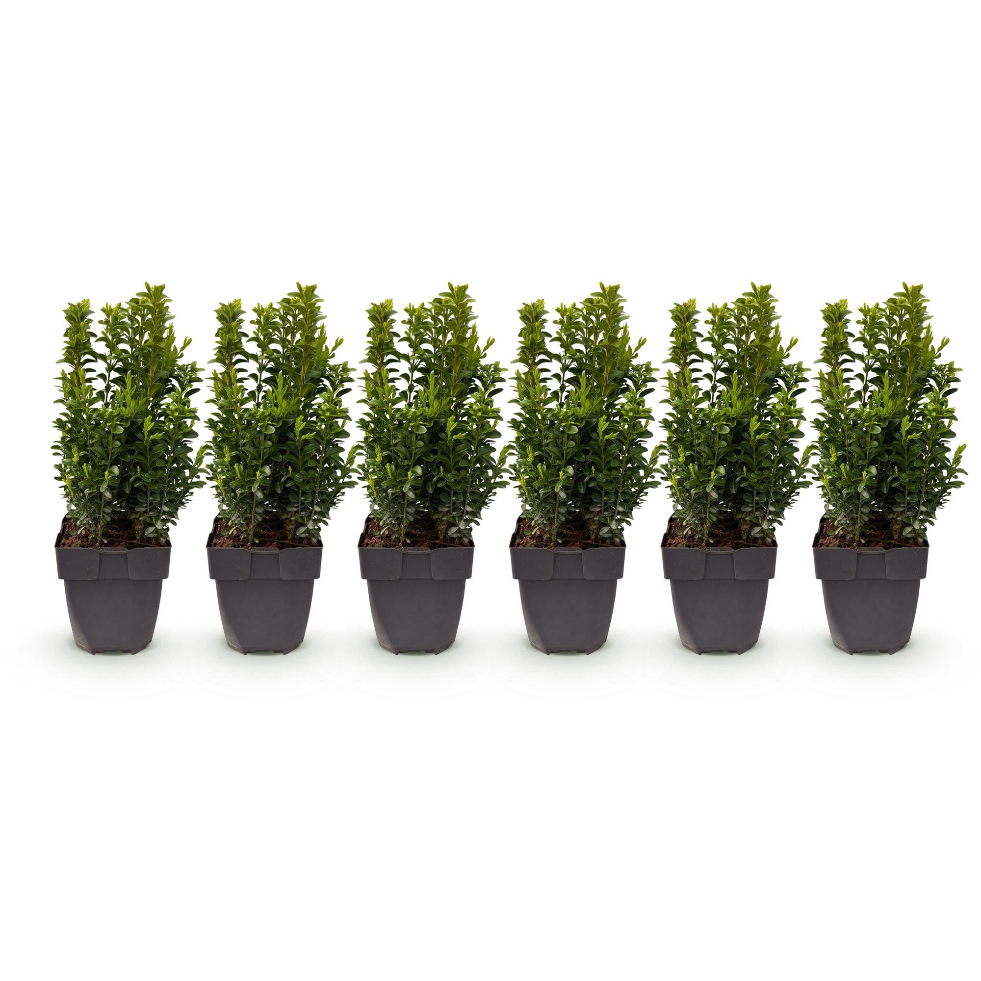 Green boutiQ - Piante da siepe - Buxus sempervirens - foglia verde - 6 piante - 1 metro lineare - sempreverde - vaso 17cm altezza 45cm