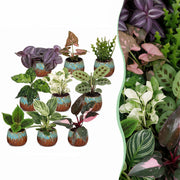 Baby Plants Surprise Box 9x - Verrassingsbox kleine planten - Diversen - Tropisch - incl. Copper Reef - Ø6cm - ↕5-15cm