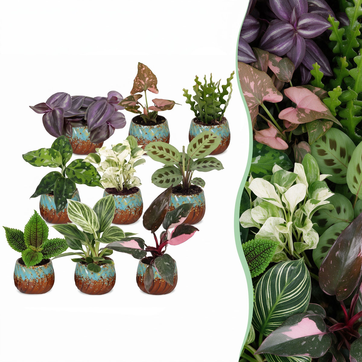 Baby Plants Surprise Box 9x - Verrassingsbox kleine planten - Diversen - Tropisch - incl. Copper Reef - Ø6cm - ↕5-15cm