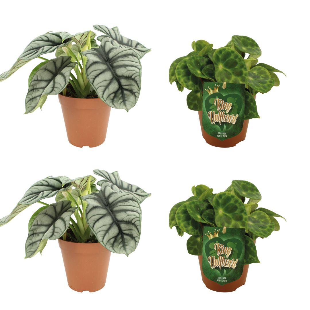 2x Alocasia Silver Dragon + 2x Begonia Kingiana - 4 pezzi - Ø12cm - ↕20-45cm