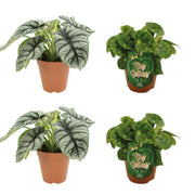 2x Alocasia Silver Dragon + 2x Begonia Kingiana - 4 pezzi - Ø12cm - ↕20-45cm