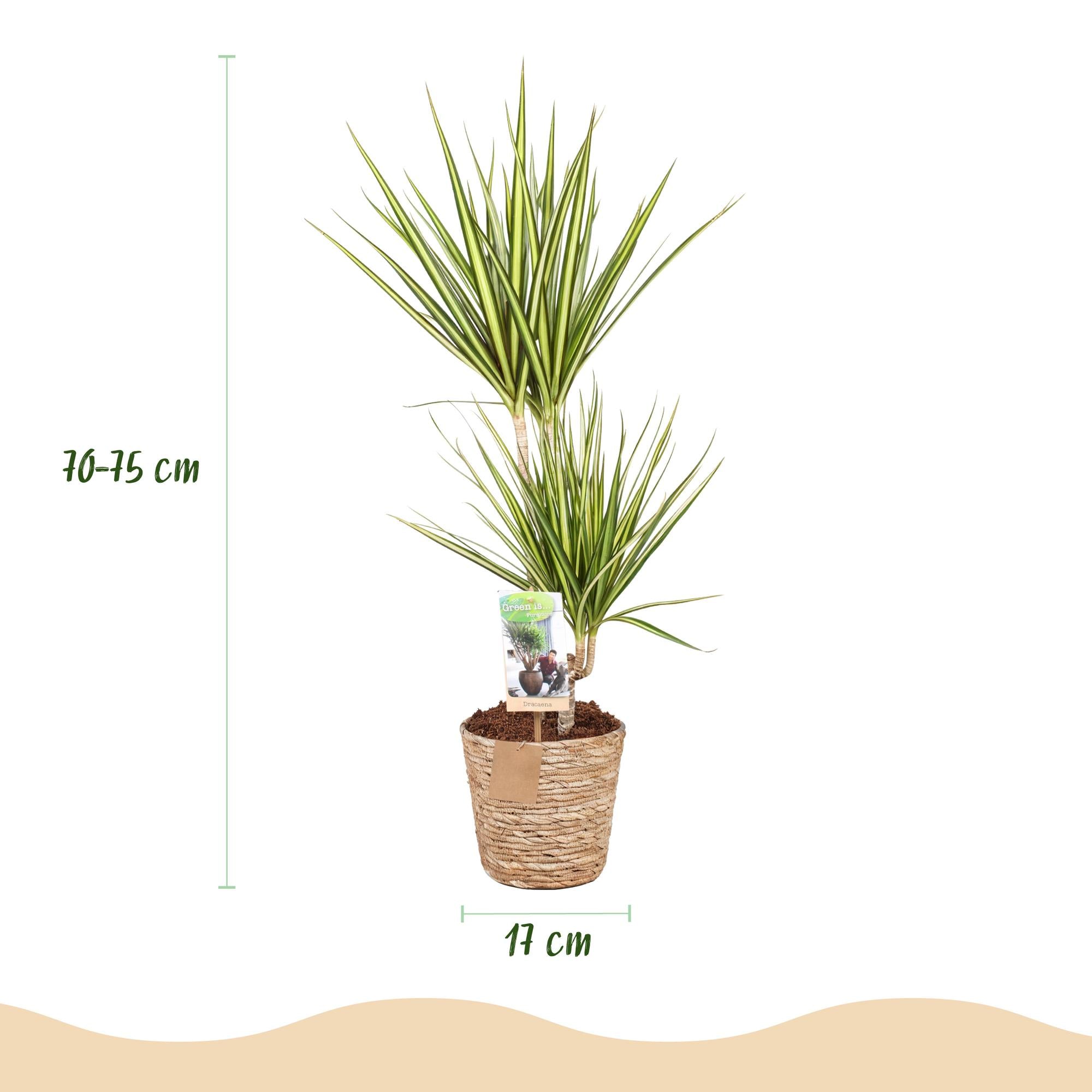 Dracaena Sunray - Drakenbloedboom - Weinig onderhoud - met mand - Groen - 1 Plant - Pot 17cm - Hoogte 70-75cm