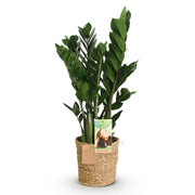 Zamioculcas - ZZ-plant - met mand - Pot 17cm - Hoogte 65-75cm