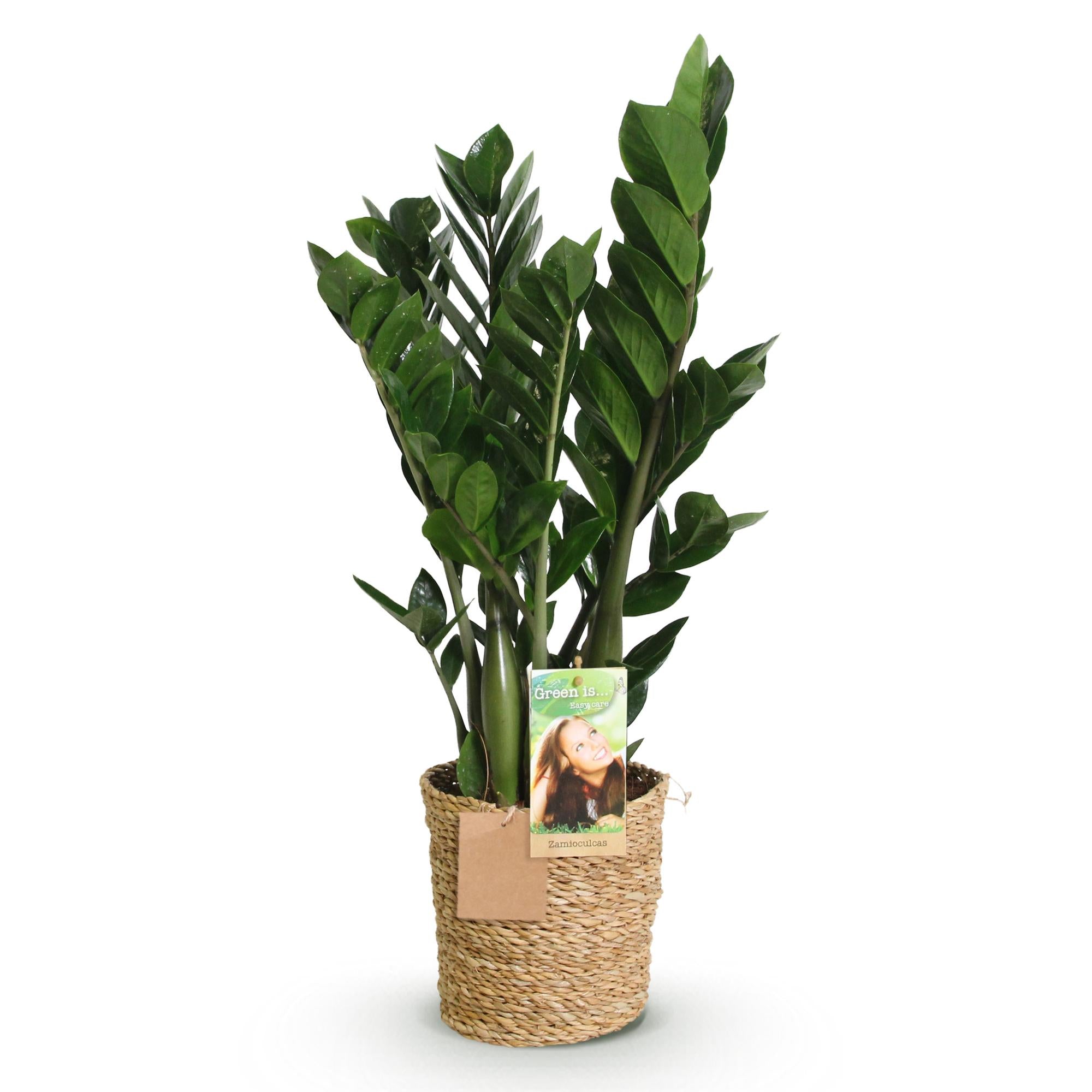 Zamioculcas - ZZ-plant - met mand - Pot 17cm - Hoogte 65-75cm