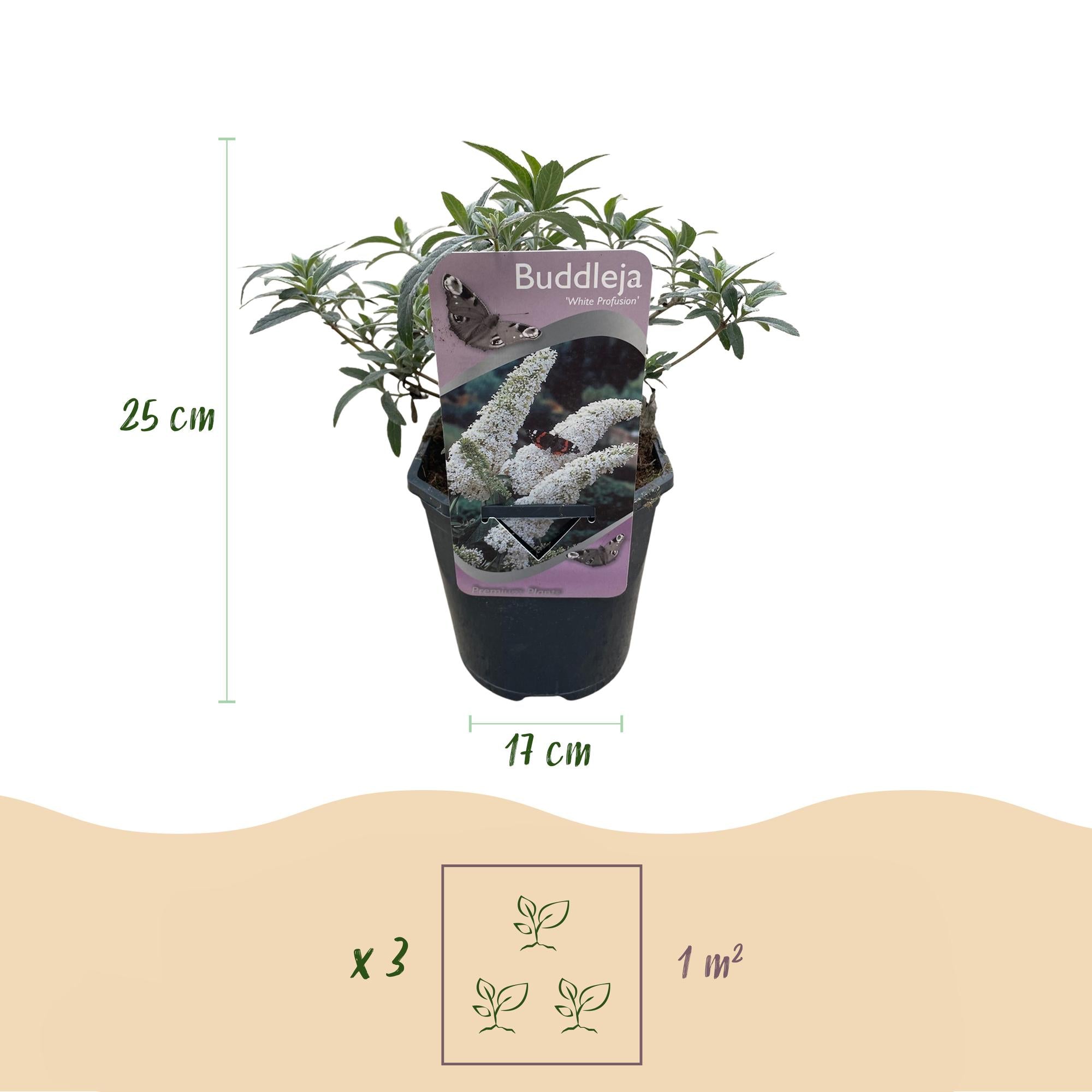 Vlinderstruik - Buddleja davidii White Profusion - Bloem Wit - 1 Plant - Bladverliezend - Vlinderlokkend -  Pot 17cm Hoogte 25cm