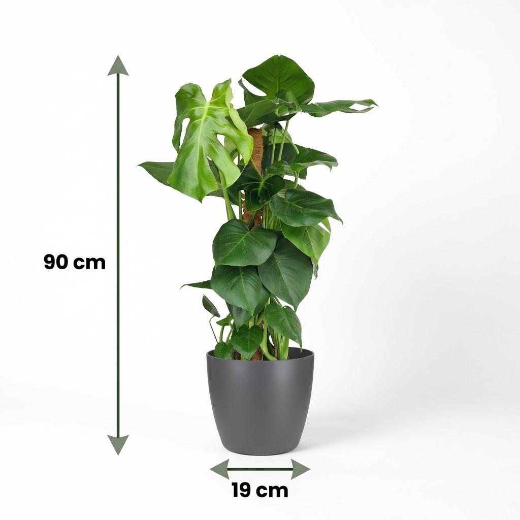 Gatenplant - Monstera Deliciosa mosstok - Groen - Weinig onderhoud - 1 Plant - met Potter Grijs - Pot 19cm - Hoogte 90cm