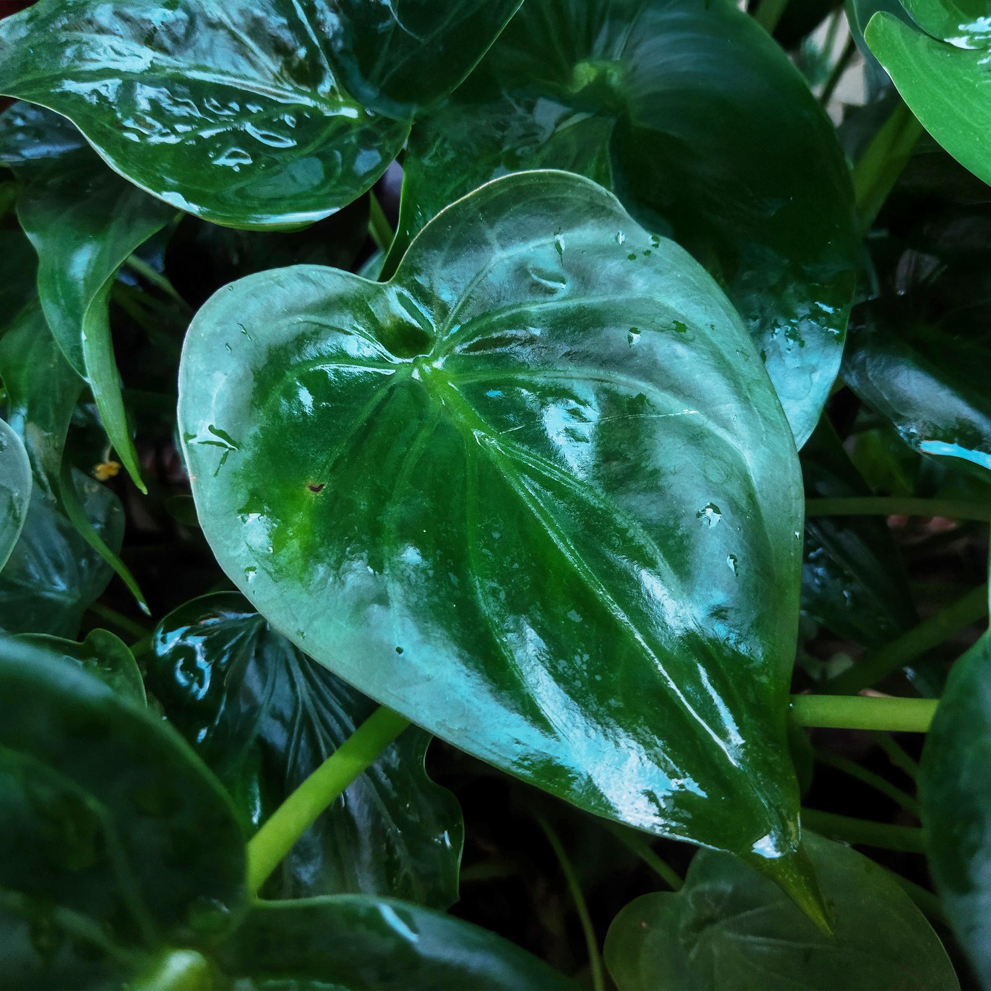 Alocasia Cucullata - Olifantsoor - Pot 17cm - Hoogte 60-65cm
