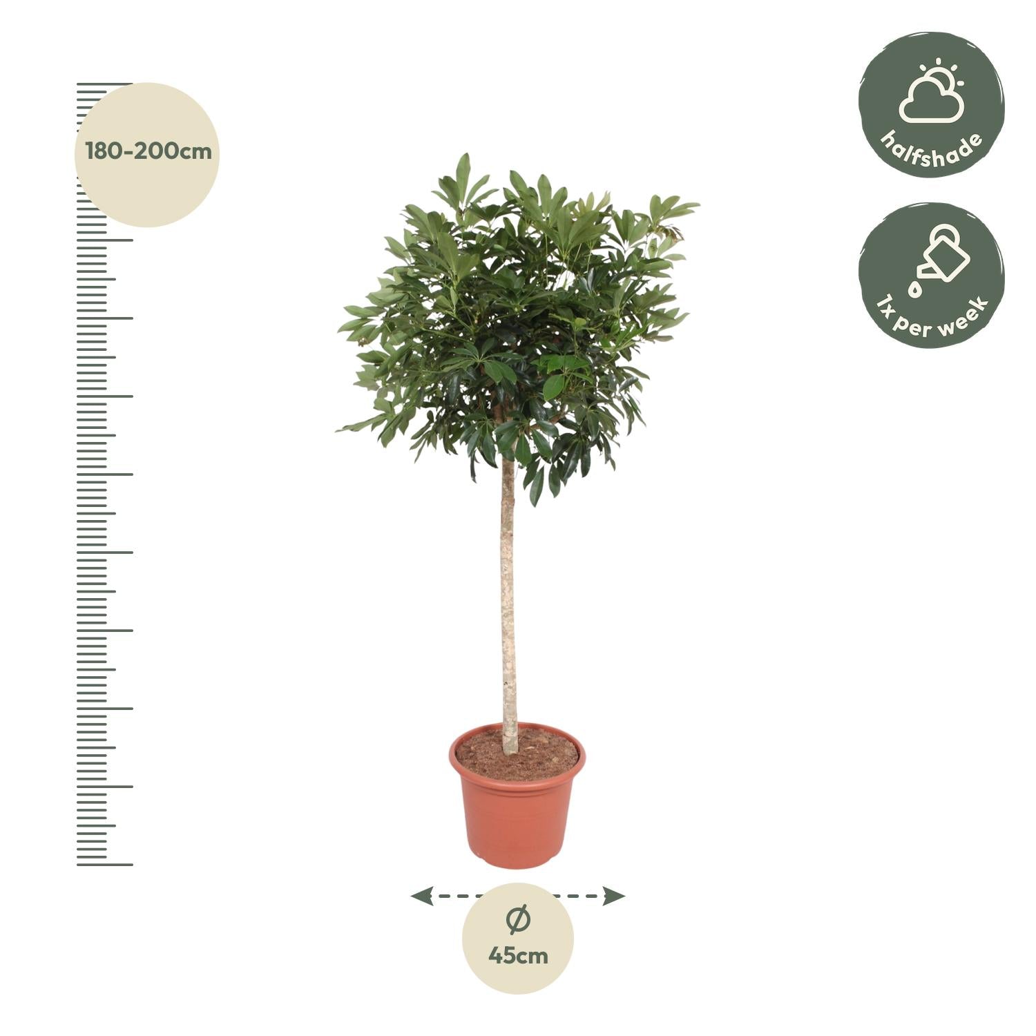 Schefflera Arboricola Compacta Baum - 190 cm - ø45