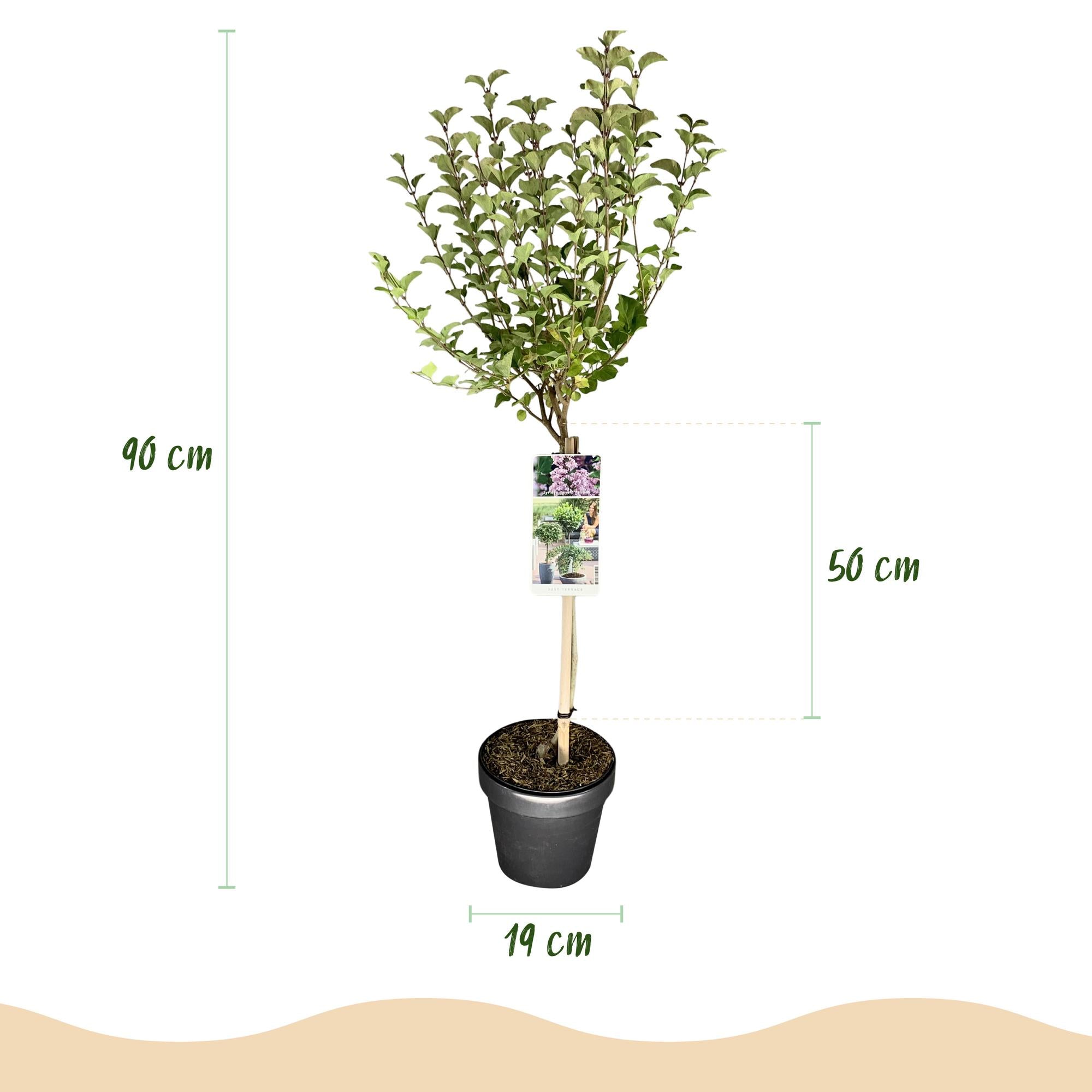 Syringa meyeri Palibin - Terras Plant - Bladverliezend - Winterhard- Paarse Bloem - Pot 19cm Hoogte 90cm