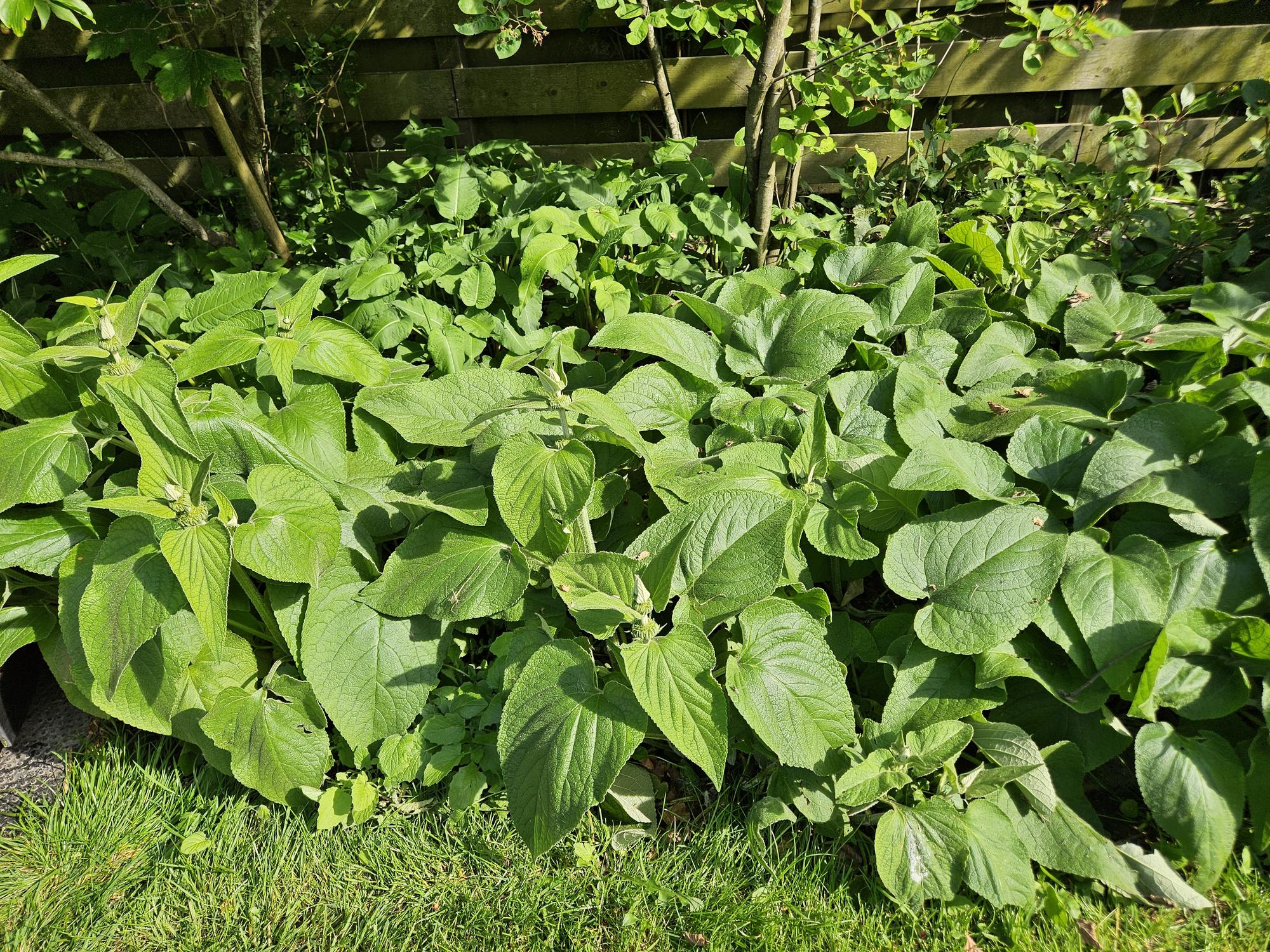 6x Phlomis russeliana - ↕10-25cm - Ø9cm