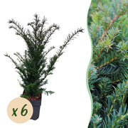 Green boutiQ – Heckenpflanzen – Eibe (Taxus baccata) – grüne Blätter – 6 Pflanzen – 1 laufender Meter – immergrün – Topf 17 cm, Höhe 60 cm