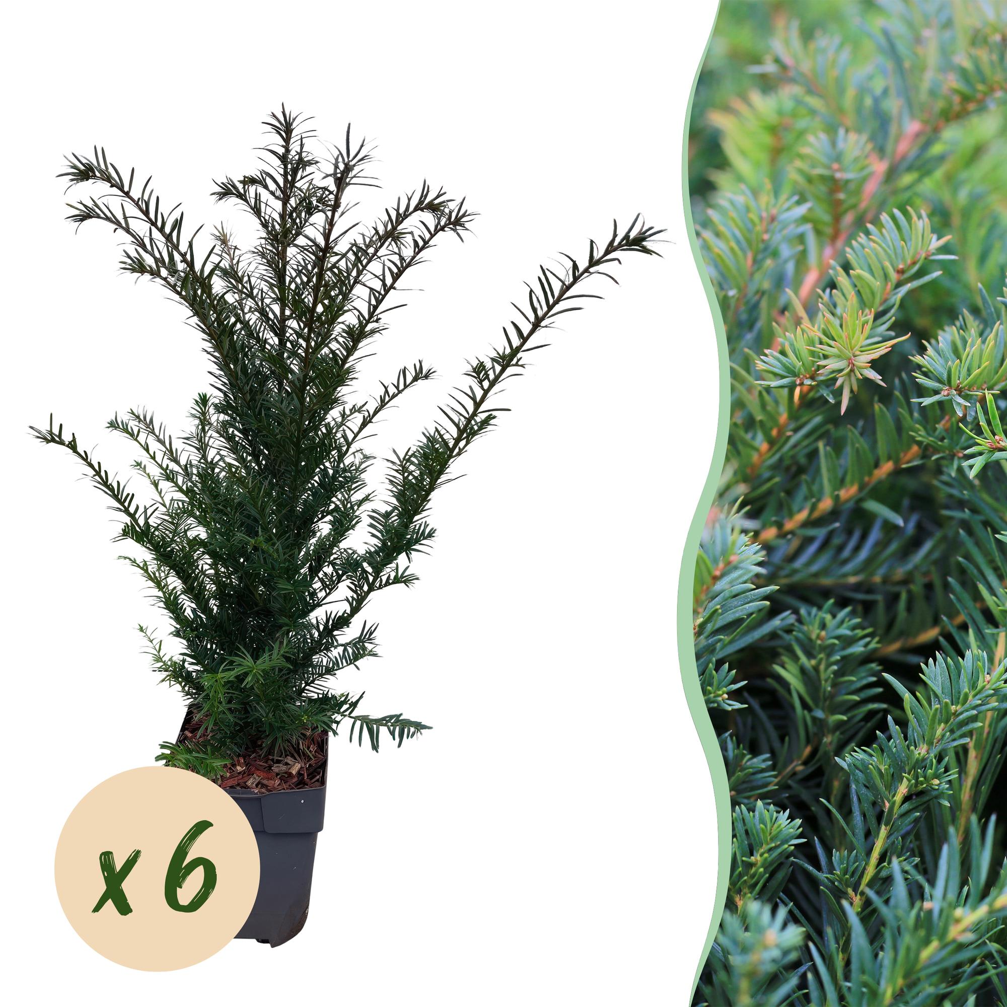 Green boutiQ – Heckenpflanzen – Eibe (Taxus baccata) – grüne Blätter – 6 Pflanzen – 1 laufender Meter – immergrün – Topf 17 cm, Höhe 60 cm