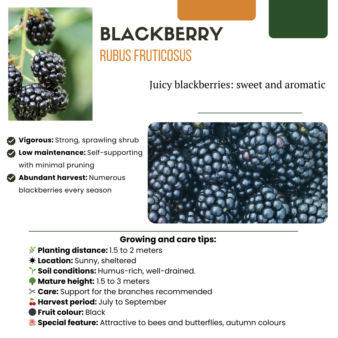 3 plants de mûrier bio - Ø 13 cm - ↨ 20 cm