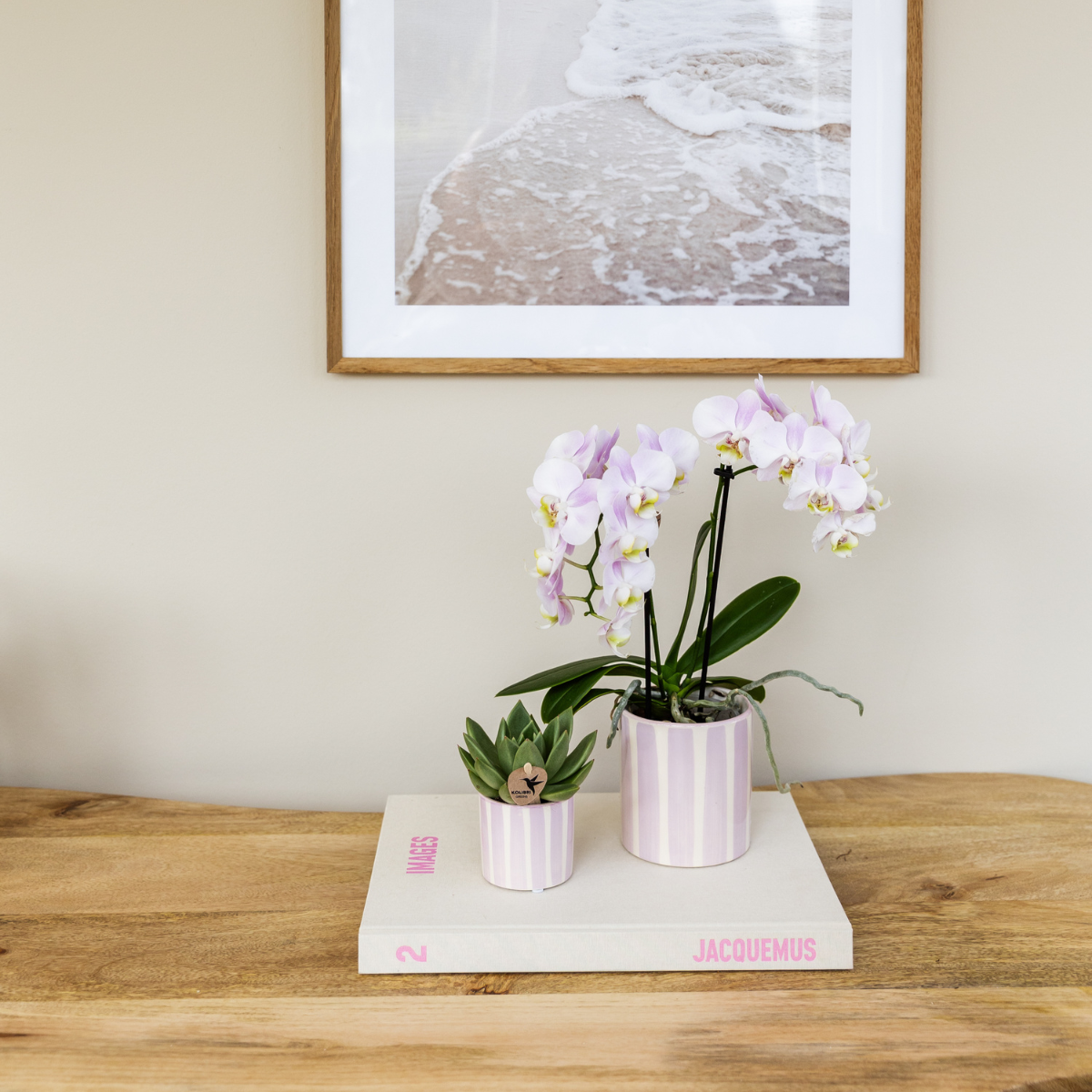 Kolibri Orchids | Orchidea Phalaenopsis rosa Portogallo + vaso Painted Stripe rosa - dimensioni del vaso Ø9cm | pianta da appartamento fiorita - fresca dal coltivatore