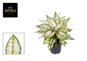 Aglaonema kiwi blanc - Ø19cm - ↕40cm