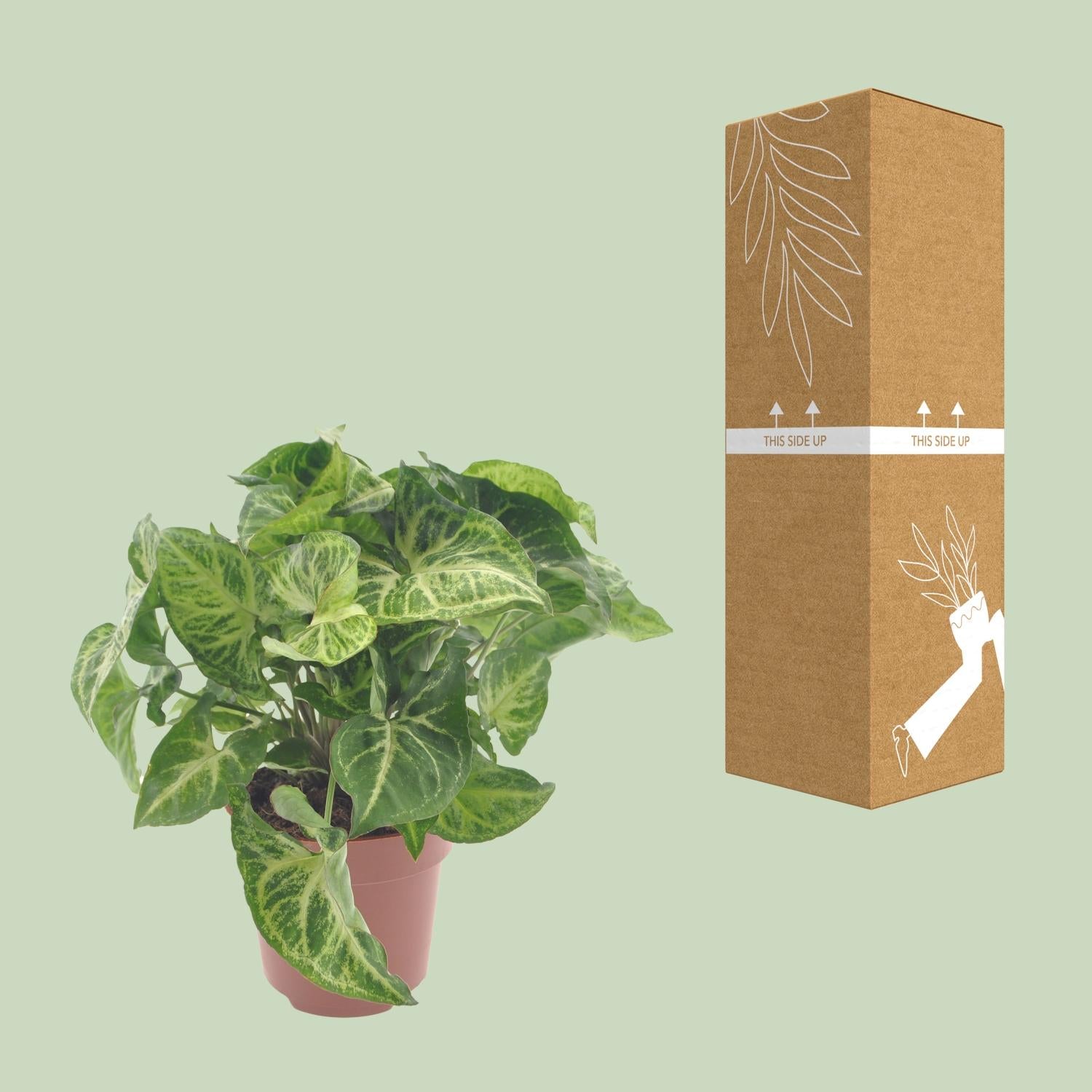 Flèche Syngonium - Ø12cm - ↕25cm