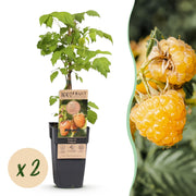 Rubus idaeus Fallgold - Frambozenplant - Winterhard - Gele Framboos - 2 Planten - Pot 15cm - Hoogte 50cm