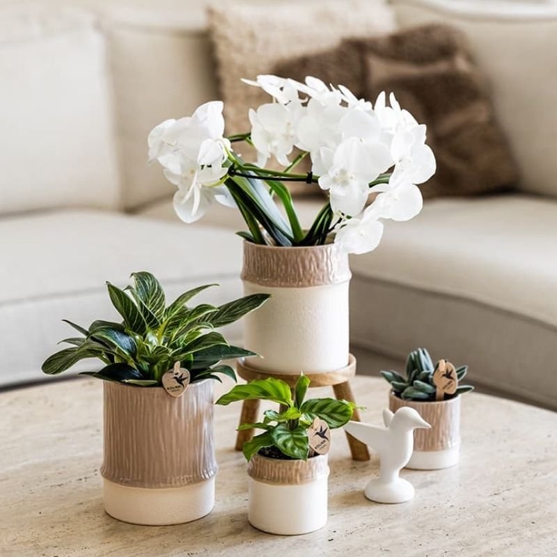 Kolibri Greens | Philodendron White Measure - Ø9cm